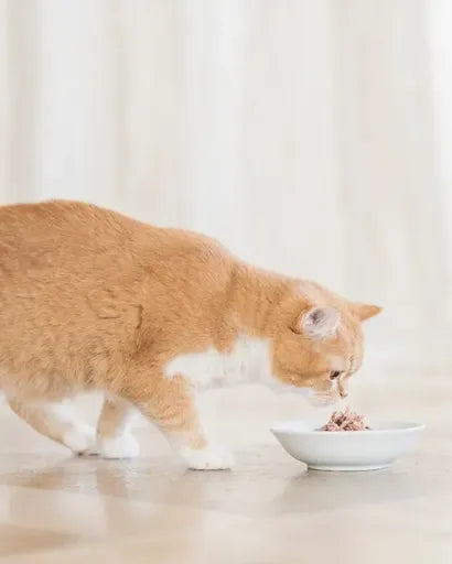 Schesir Chicken fillets with Aloe in gelatin for kittens